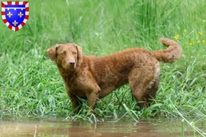 Lire la suite à propos de l’article Éleveurs de Retrievers de la Baie de Chesapeake et chiots en Centre-Val de Loire