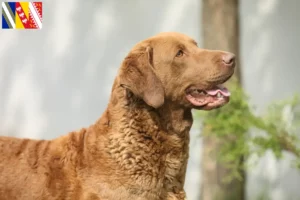 Lire la suite à propos de l’article Chesapeake Bay Retriever éleveurs et chiots en Grand Est