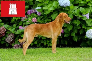 Lire la suite à propos de l’article Chesapeake Bay Retriever éleveurs et chiots à Hambourg