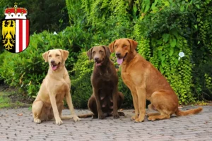 Lire la suite à propos de l’article Chesapeake Bay Retriever éleveurs et chiots en Haute-Autriche