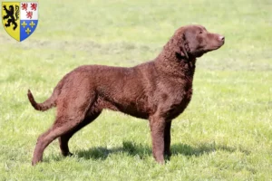 Lire la suite à propos de l’article Éleveurs de Retrievers de la Baie de Chesapeake et chiots en Hauts-de-France