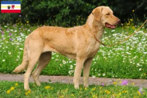 Lire la suite à propos de l’article Chesapeake Bay Retriever éleveurs et chiots en Mecklembourg-Poméranie occidentale