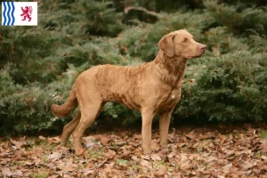 Lire la suite à propos de l’article Éleveurs de Retrievers de la Baie de Chesapeake et chiots en Nouvelle-Aquitaine