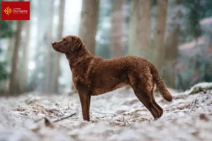 Lire la suite à propos de l’article Éleveurs de Retrievers de la Baie de Chesapeake et chiots en Occitanie