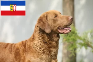 Lire la suite à propos de l’article Chesapeake Bay Retriever éleveurs et chiots dans le Schleswig-Holstein