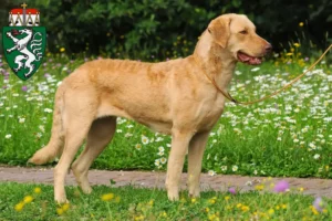 Lire la suite à propos de l’article Chesapeake Bay Retriever éleveurs et chiots en Styrie