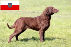 Lire la suite à propos de l’article Chesapeake Bay Retriever éleveurs et chiots en Thuringe