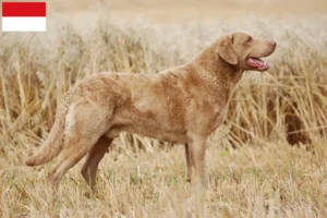 Lire la suite à propos de l’article Chesapeake Bay Retriever éleveurs et chiots à Vienne