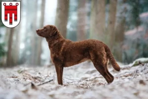 Lire la suite à propos de l’article Chesapeake Bay Retriever éleveurs et chiots dans le Vorarlberg