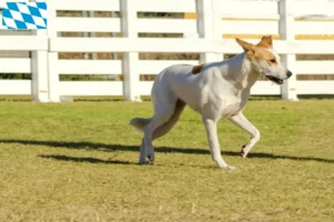 Lire la suite à propos de l’article Chien canadien éleveurs et chiots en Bavière