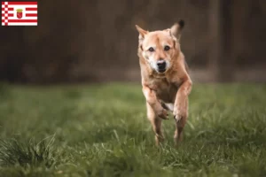 Lire la suite à propos de l’article Éleveurs de chiens Kanaan et chiots à Brême