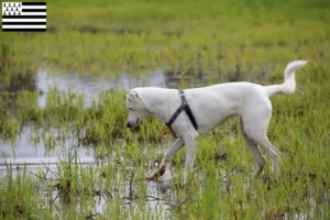 Lire la suite à propos de l’article Éleveurs de chiens canadiens et chiots en Bretagne