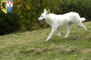 Lire la suite à propos de l’article Éleveurs de chiens canadiens et chiots en Hauts-de-France