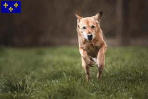 Lire la suite à propos de l’article Éleveurs de chiens du Canaan et chiots en Île-de-France