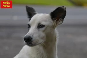 Lire la suite à propos de l’article Éleveurs de chiens canadiens et chiots en Normandie