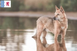 Lire la suite à propos de l’article Éleveurs de chiens du Canada et chiots en Nouvelle-Aquitaine