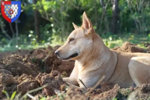 Lire la suite à propos de l’article Éleveurs de chiens canadiens et chiots en Pays de la Loire