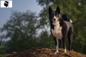 Lire la suite à propos de l’article Chien d’ours carélien éleveur et chiots en Corse