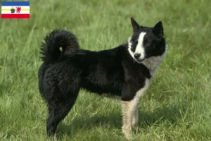 Lire la suite à propos de l’article Chien d’ours carélien éleveurs et chiots dans le Mecklembourg-Poméranie occidentale