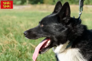 Lire la suite à propos de l’article Éleveurs de chiens d’ours caréliens et chiots en Normandie