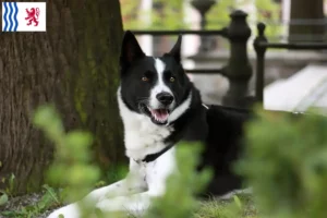 Lire la suite à propos de l’article Éleveurs de chiens d’ours caréliens et chiots en Nouvelle-Aquitaine