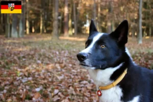 Lire la suite à propos de l’article Chien d’ours carélien éleveur et chiots en Sarre