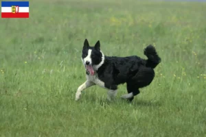 Lire la suite à propos de l’article Chien d’ours carélien éleveurs et chiots dans le Schleswig-Holstein