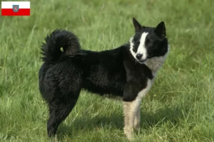 Lire la suite à propos de l’article Chien d’ours carélien éleveur et chiots en Thuringe