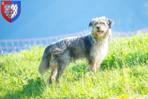 Lire la suite à propos de l’article Éleveurs de chiens de berger bergamasques et chiots en Pays de la Loire