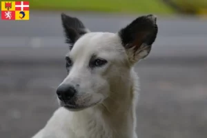 Lire la suite à propos de l’article Éleveurs de chiens du Canaan et chiots en Auvergne-Rhône-Alpes