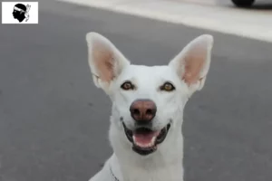 Lire la suite à propos de l’article Éleveurs de chiens de Canaan et chiots en Corse