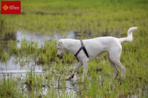 Lire la suite à propos de l’article Éleveurs de chiens de Canaan et chiots en Occitanie