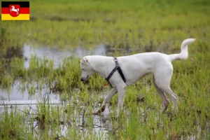 Lire la suite à propos de l’article Chien Kanaan éleveurs et chiots en Basse-Saxe