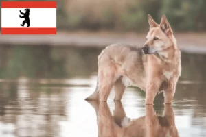 Lire la suite à propos de l’article Éleveurs de chiens Kanaan et chiots à Berlin