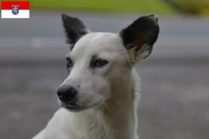 Lire la suite à propos de l’article Chien de Kanaan éleveurs et chiots en Hesse