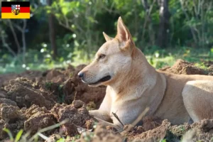 Lire la suite à propos de l’article Éleveurs de chiens Kanaan et chiots en Sarre