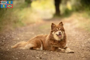 Lire la suite à propos de l’article Éleveurs de chiens de rennes lapons et chiots en Bourgogne-Franche-Comté