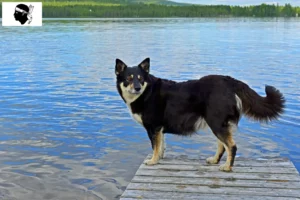 Lire la suite à propos de l’article Éleveurs de chiens de rennes lapons et chiots en Corse