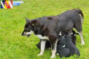 Lire la suite à propos de l’article Éleveurs de chiens de rennes lapons et chiots en Grand Est