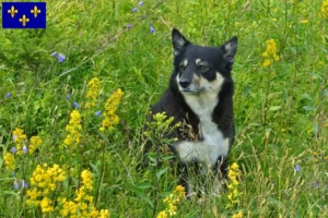 Lire la suite à propos de l’article Éleveurs de chiens de rennes lapons et chiots en Île-de-France