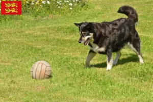 Lire la suite à propos de l’article Éleveur de chiens de rennes lapons et chiots en Normandie