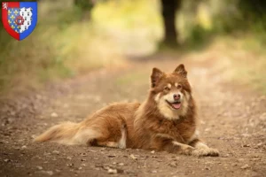 Lire la suite à propos de l’article Éleveurs de chiens de rennes lapons et chiots en Pays de la Loire