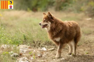 Lire la suite à propos de l’article Éleveurs de chiens de rennes lapons et chiots en Provence-Alpes-Côte d’Azur