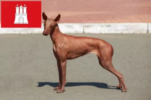 Lire la suite à propos de l’article Éleveurs de chiens nus péruviens et chiots à Hambourg