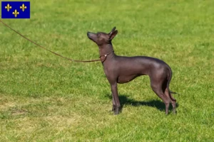 Lire la suite à propos de l’article Éleveurs de chiens nus péruviens et chiots en Île-de-France