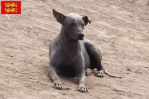 Lire la suite à propos de l’article Éleveurs de chiens nus péruviens et chiots en Normandie