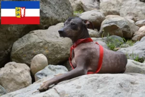 Lire la suite à propos de l’article Éleveurs de chiens nus péruviens et chiots dans le Schleswig-Holstein