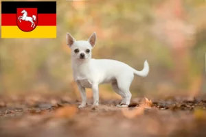 Lire la suite à propos de l’article Éleveurs de chihuahuas et chiots en Basse-Saxe