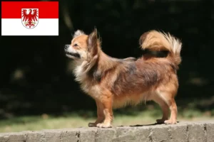 Lire la suite à propos de l’article Éleveurs de chihuahuas et chiots dans le Brandebourg