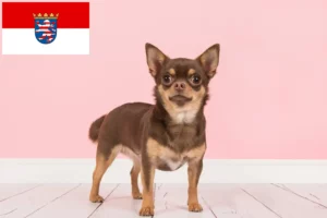 Lire la suite à propos de l’article Éleveurs de chihuahuas et chiots en Hesse